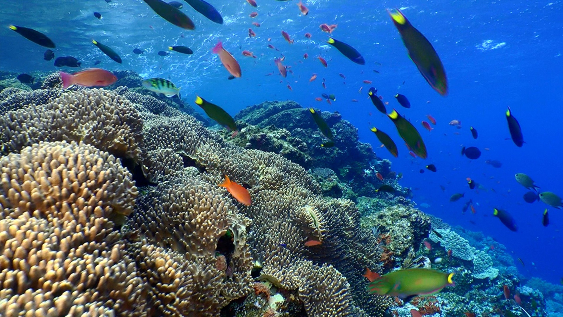 coral reef_feature_thenodmag@2x.jpg