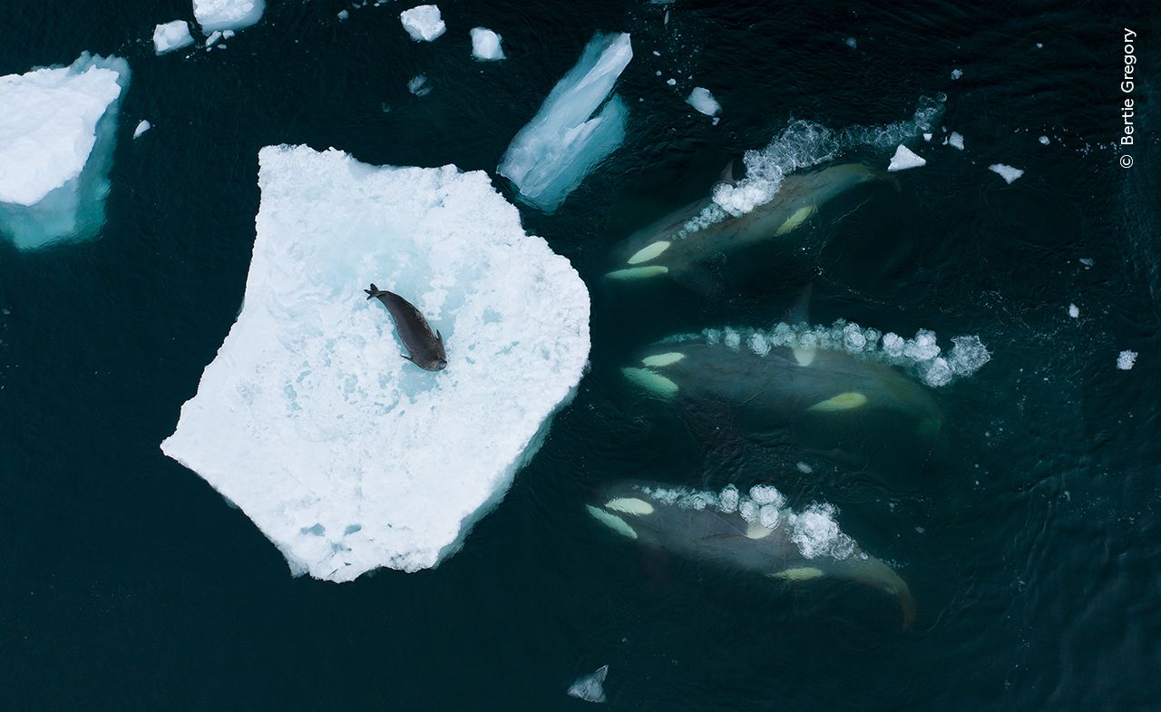 © Bertie Gregory, Wildlife Photographer of the Year.jpg