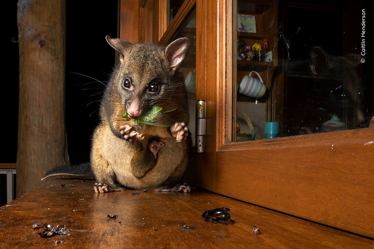 © Caitlin Henderson, Wildlife Photographer of the Year.jpg