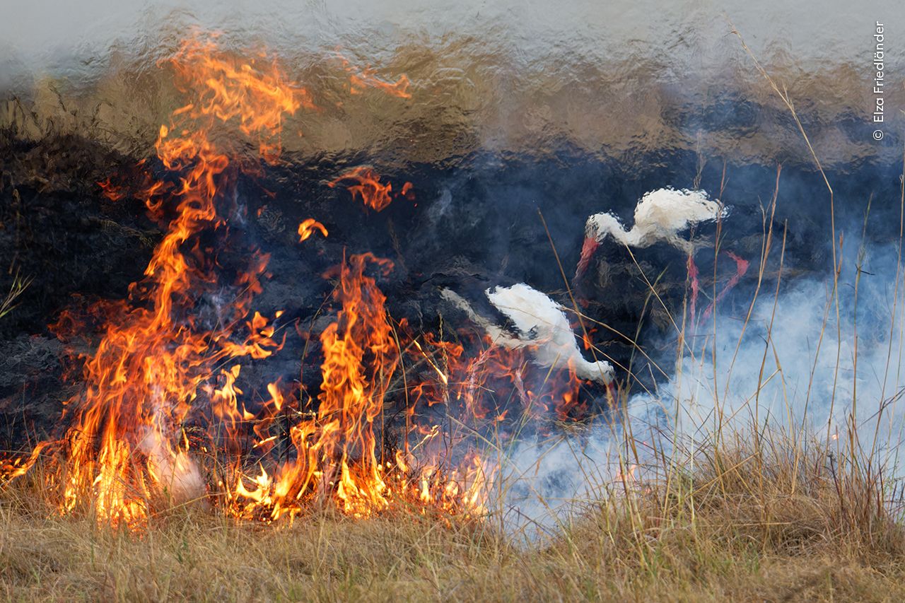 © Elza Friedländer, Wildlife Photographer of the Year.jpg