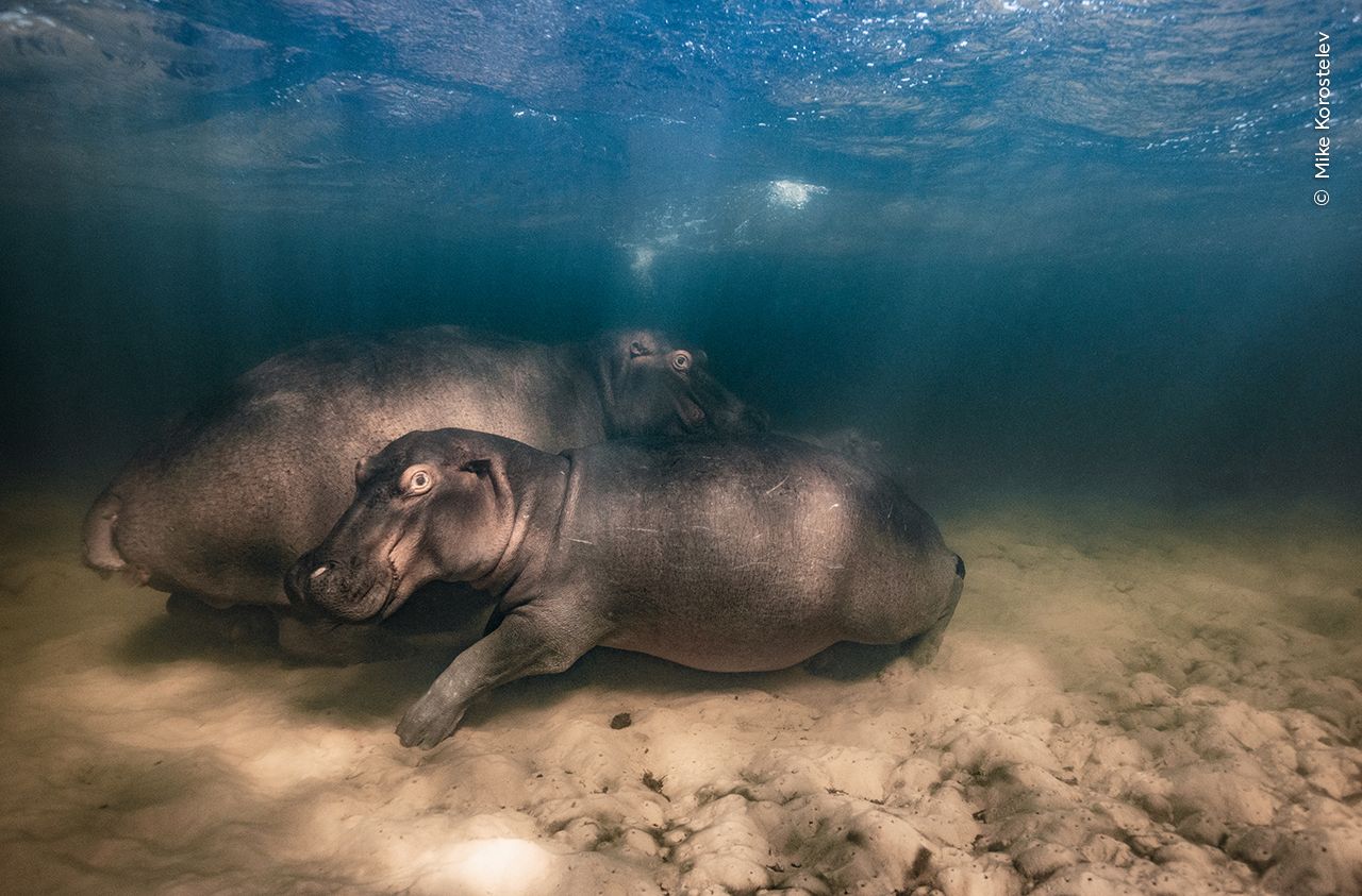 © Mike Korostelev, Wildlife Photographer of the Year.jpg